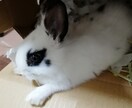 ひきこもり、コミュ障の方、会話の練習します 自分もひきこもり、ニートの時期があったので、気持ちが分かると イメージ1