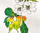 色鉛筆を使って手書きのデザインを作成致します 植物、果物、野菜のデザインが得意です イメージ3