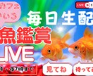 ジャンル限定！YouTube用サムネイル作成します ペット・スピ系限定ですが、丁寧に作成させていただきます。 イメージ10