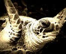 写真撮ります オリジナリティ溢れる構図が得意です。 イメージ2