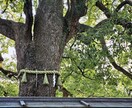 亡くなったあの子の想いと魂の現在地を霊視します 本当に幸せだったのか。今もあなたへ向けている想いを伝えます イメージ8