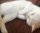 メンタルのご相談うけつけます 双極性障害の精神科医です。ピア（当事者）としても相談のれます イメージ1