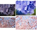 大切な一枚をより素敵な思い出に。写真レタッチします 何年経っても見返したくなる一枚へ。思い出の写真をポスター風に イメージ5