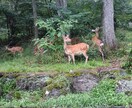 ご縁や結婚相手の性格をカミさまに聞いてお伝えします 田中のおばちゃん、カミさまにちょっと聞いてきます イメージ1