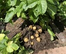 家庭菜園初心者さん向けアドバイスをします 小さな庭でも一緒に野菜づくり楽しみましょう！ イメージ1