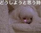 どうしようと思うとき。大丈夫！まず聞きます 71才の経験を生かしどんな人にも喜びを与えたい イメージ1