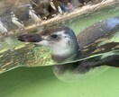 バスケの相談に乗ります 出来ないこと、出来るようになりたいことなど相談に乗ります！ イメージ1