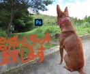写真合成、編集、加工いたします フォトショップを使用して写真を加工します イメージ1