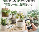 葉が落ちる・動かない植物を写真で一緒に整理します 【写真OK｜塊根・ビカク・アガベ対応｜原因を整理したい方】 イメージ1