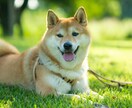 犬・猫・ペットの自然な写真を撮影します ペットと家族が過ごす時間をプロクオリティで残しませんか？ イメージ1