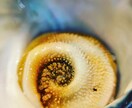 植物、食材を中心に色々な写真を投稿します ミクロの世界への挑戦と探検。まだ見ぬ世界へ。 イメージ5