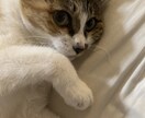 心が軽くなるまで大樹のようにどっしりお話聴きます 不登校・行き渋り…不安で潰れそうな心をどっしり受け止めます イメージ1