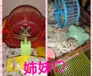 就学前のお子様の悩み解消アドバイスします 悩みを聞いてどう対処すればいいのかアドバイスが欲しいママ イメージ1