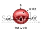 伝わる歯科イラスト描きます AI・JPEG・PNG・PDF対応 イメージ4