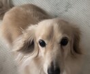 愛犬がまとわりついて離れないおやつお伝えします 無添加でおいしいストックもできる簡単レシピ イメージ4