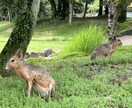 動物園の写真　【先着5名】　5→10枚提供します 商用利用OK！掲載写真全て、各種画像・動画に使えます！ イメージ2