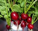 自宅で緑を楽しむ方法を、植物大好きマンが教えます 10年以上の知識・経験で植物の育て方・楽しみ方をサポート！ イメージ4