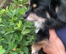 身近な写真を提供します お花や、動物、自然の写真を投稿したいと思います。 イメージ1