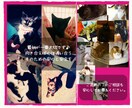 保護ネコを家族に迎えるはじめてさんにお届けします 動物看護士×トリマー×統合医療実務から保護ネコサポートを伝授 イメージ3