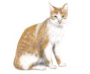 優しい水彩でネコちゃんのイラストを描きます 世界でたった一つのプレゼント、アイコン、額装などに！ イメージ4