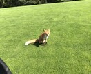 あなた専属のゴルフコーチになります 対面に抵抗がある方、こっそり上手くなりたい人、 イメージ3