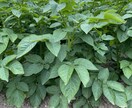 現役農薬メーカーが農作物のお困り事解決します 農薬販売経験者による雑草、病気診断！解決策まで！ イメージ4