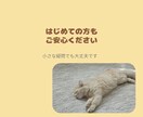 猫 専門 ペットを迎える前の相談承ります 終生飼養の視点で、犬猫飼養アドバイザーが一緒に整理します イメージ3