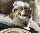 様々なカードたちからのメッセージをお届けします 直感カードリーディングです◎〜助かる命に繋ぐ〜 イメージ3