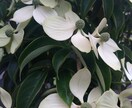 あなたにぴったりな花言葉選びます 可憐な見た目の花、堂々としている花。あなたの花は何かな？。 イメージ4
