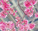 話相手になります あなたに寄り添い話相手になります イメージ2