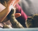 大切な家族⭐️あの子の気持ち視ます ペットちゃんのお気持ちをタロットを使い紐解きます イメージ1