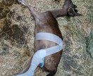 獣医師★珍しいペットの健康・お悩み相談お受けします 犬猫以外の珍しい動物の専門医に気軽にお悩み相談出来る窓口です イメージ7
