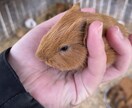 溜まったストレス聴きますます 理学療法士があなたの悩みや愚痴など何でも話し相手になります。 イメージ4