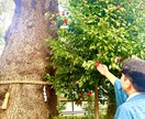 あなたが宿縁で結ばれた運命の相手を見ます 【鑑定歴２０年】チャット鑑定・出会いの時期・特徴・運命の日 イメージ2