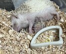 初めてハリネズミを飼いたい人にアドバイスします ハリネズミブリーダー歴8年の実績を活かして飼い方をサポート！ イメージ4