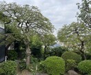 庭木剪定アドバイス手入れ方法をお伝えします 剪定歴16年のプロが、あなたの庭木の状態をアドバイスします イメージ2