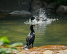 写真データ販売致します 鳥など自然を撮っております。色々な写真があります。 イメージ3