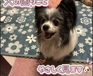 やさしく犬の困りごと見ます やさしく犬のお悩み相談にのります イメージ1