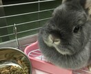 動物看護の専門学校・大学 中高生にアドバイスします 動物看護師の仕事内容とは。どんな方に向いているのか イメージ2