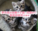 野良猫の保護や子猫~成猫まで１週間飼育相談受けます 目の開いていない子猫の保護経験があります。成猫2匹・子猫5匹 イメージ1