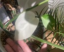 あなたにぴったりな観葉植物をご提案します 「この観葉植物、買って大丈夫？」を購入前に相談できます。 イメージ3