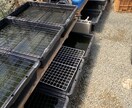ペットショップ店員がメダカの飼育お答えします 飼育について、夏、冬、季節の飼育、繁殖、稚魚管理、商品など イメージ2