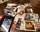 ペットからの話を聞いて人間の言葉でお伝えします 坂上どうぶつ王国で取り上げられたアニマルコミュニケーターです イメージ2