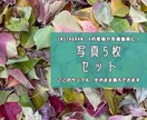 秋の風景写真、5枚→10枚提供します 加工、商用利用OK！各種静止画投稿・動画の背景に使えます イメージ1