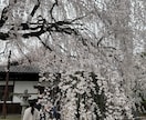 京都記事を取材・撮影・構成から一括制作します 京都観光15年、現地取材・写真撮影・記事制作まで対応 イメージ3