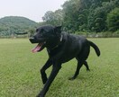 ペットの飼育相談にのります 多頭飼い5年目のワンコ大好き主婦です！ イメージ2