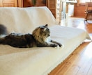 庭つき「ログハウス」で商品を撮影します 広告クリエイティブディレクターが撮る写真・スタジオ代込み！ イメージ7