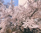 カテゴリ不問!!どんな相談でも受け付けます 相談相手として学校内外で評判ある現役大学生が何でも聞きます! イメージ1