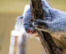 東山動物園の可愛い動物の写真を撮ります 可愛らしい動物の写真で癒されたい方へ イメージ3