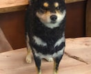 大切な愛犬さんをお作りします 世界にたった一つ♡うちのコ羊毛フェルト♡ イメージ9